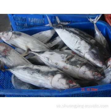 Bqf frysta hela runda skipjack tonfisk för konserverad